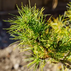 Diggy Eastern White Pine