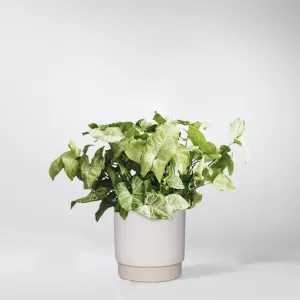 Syngonium White Butterfly