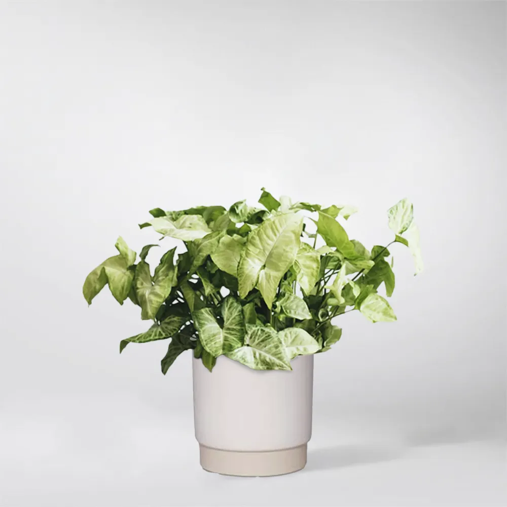 Syngonium White Butterfly