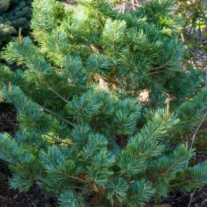 Tempelhof Japanese White Pine