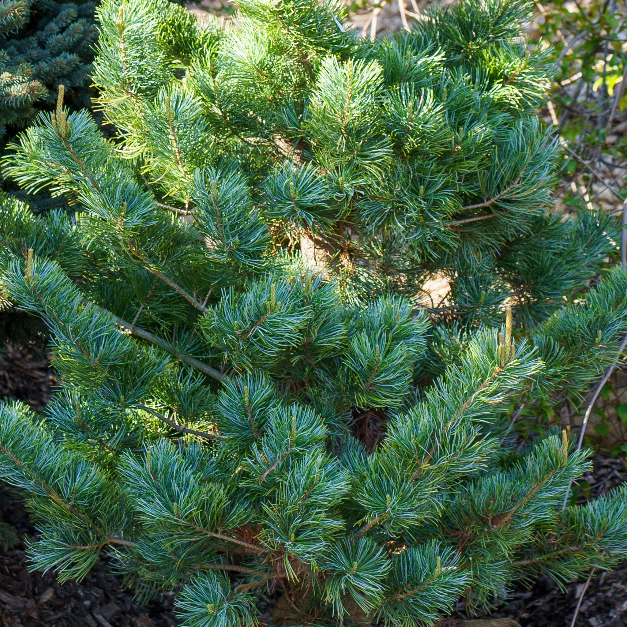 Tempelhof Japanese White Pine