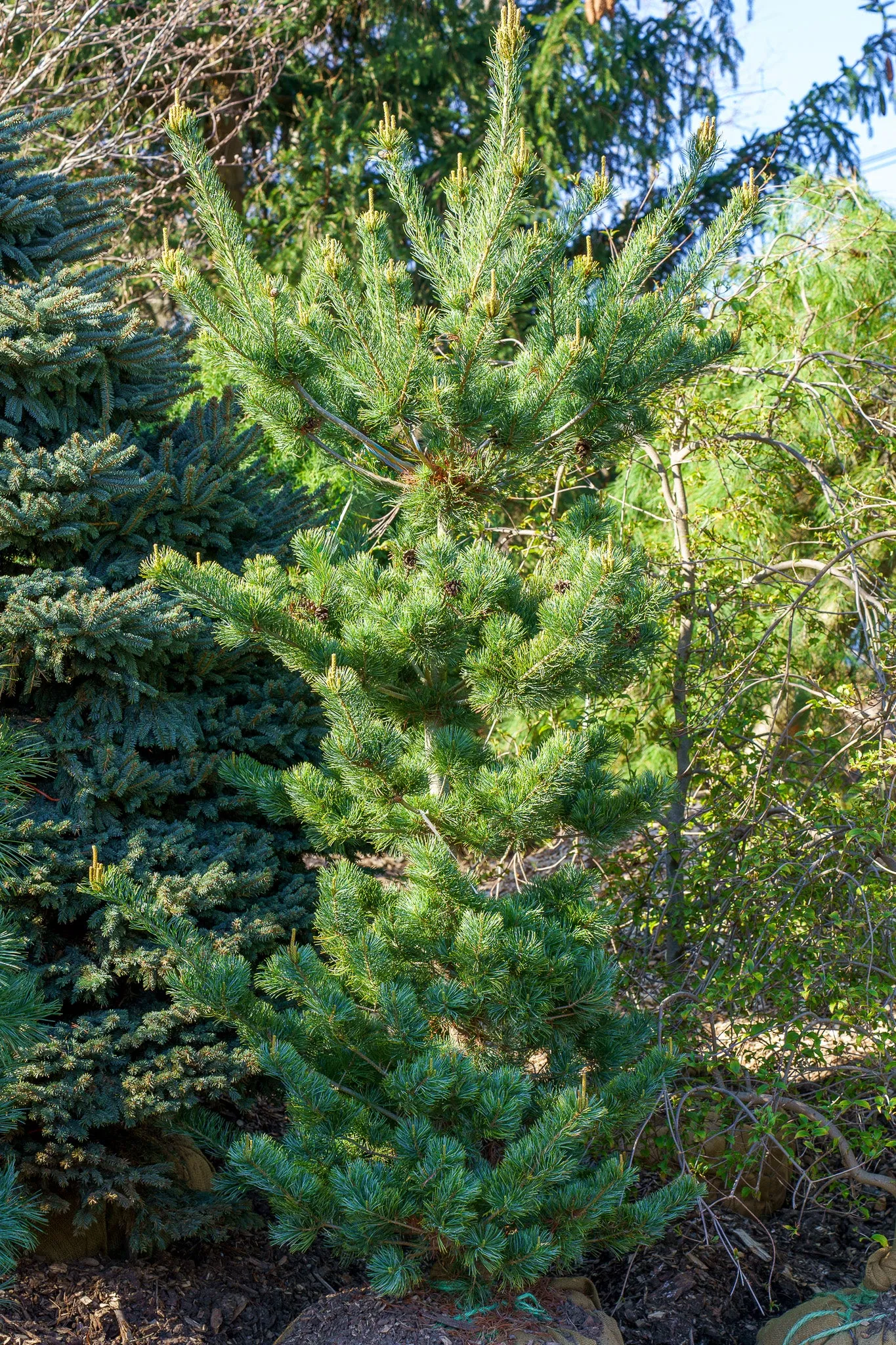 Tempelhof Japanese White Pine